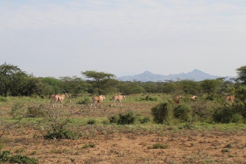 A group of male Beisa Oryx at Awash National Park