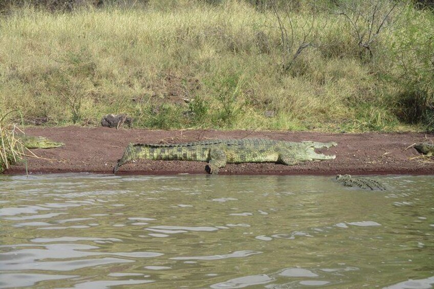 Crocodiles by Awash River