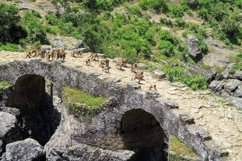 A group of Gelada Baboons crossing over the Portuguese Bridge, near Debre Libanos Monastery