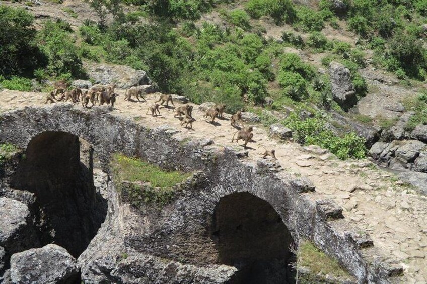 Day Tour from Addis Ababa - Gelada Baboons (Endemic to Ethiopia) crossing the 16th Century AD Portuguese Bridge 