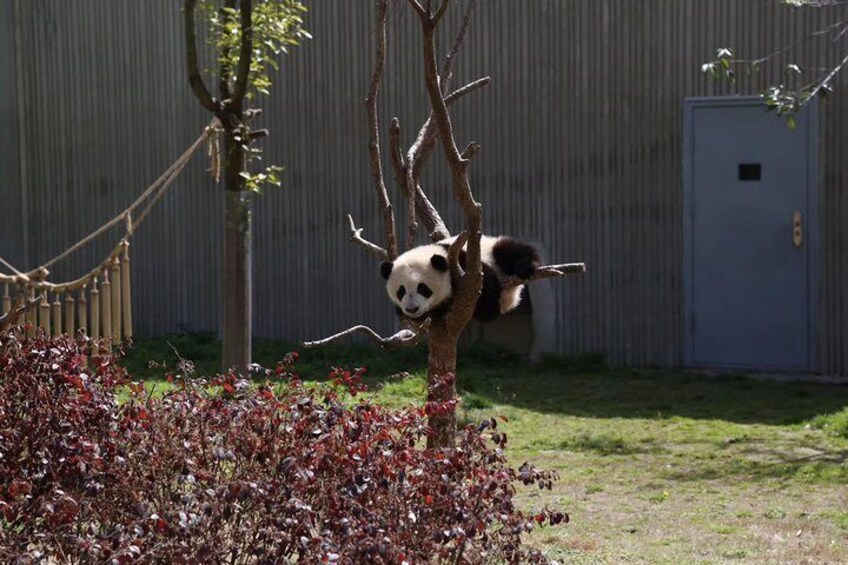 Chengdu Panda Base and Wuhou Temple,Jinli Ancient Town Day Tour