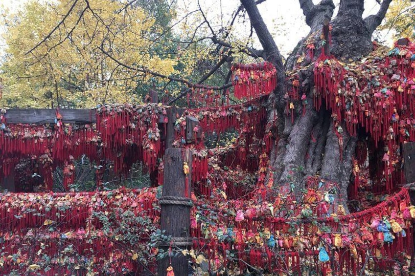 Chengdu Panda Base and Wuhou Temple,Jinli Ancient Town Day Tour
