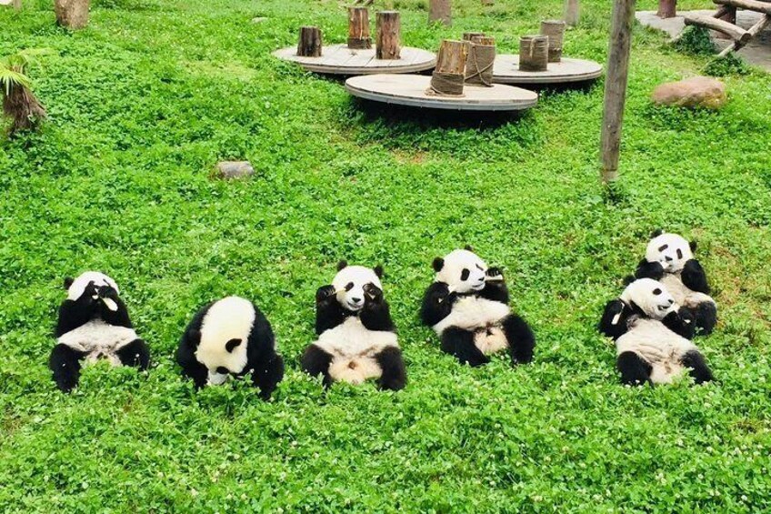 Chengdu Private Day Tour: Du jiang yan Panda Base and Qingcheng Mountain