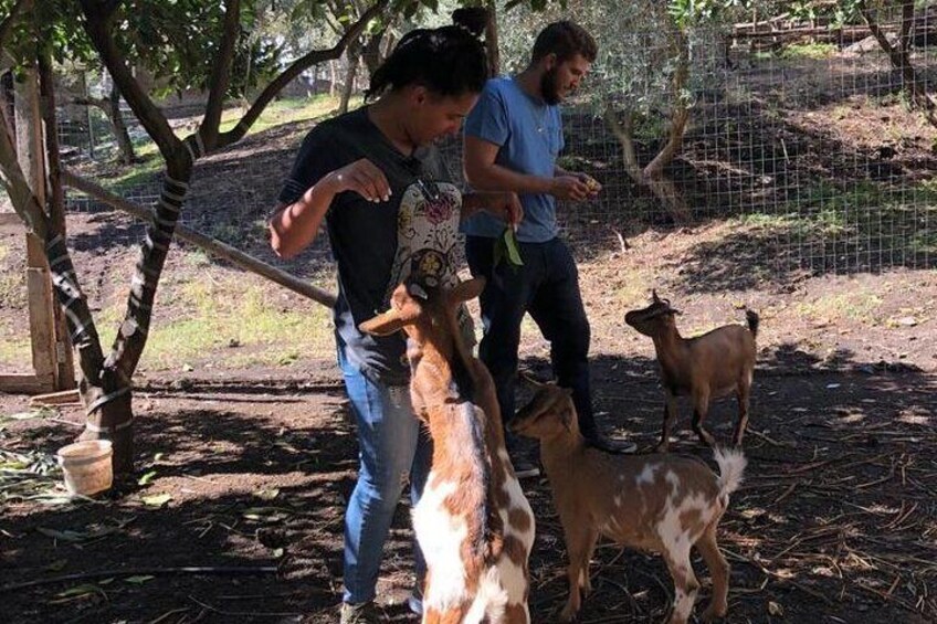 Horse Riding Experience on Vesuvius w/ Wine Tasting