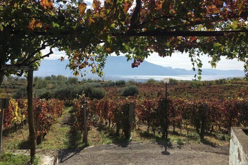 Horse Riding Experience on Vesuvius w/ Wine Tasting