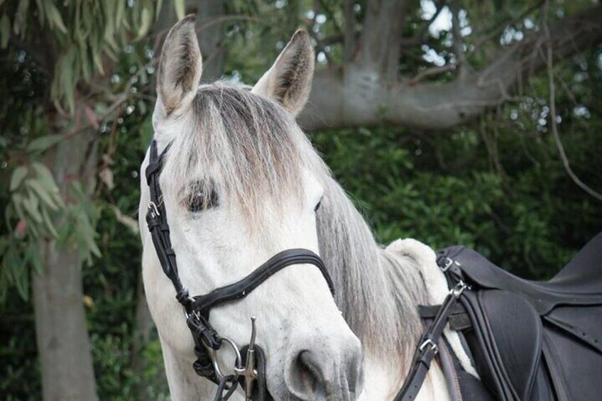 Pompeii Guided Tour & Horse Riding on Vesuvius with Lunch