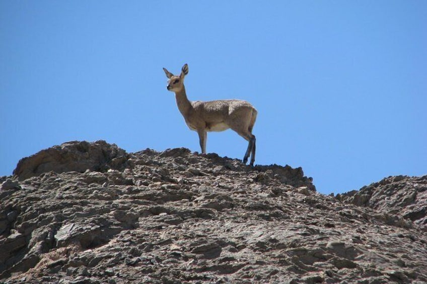 Endemic Klipspringer of the Namib Desert