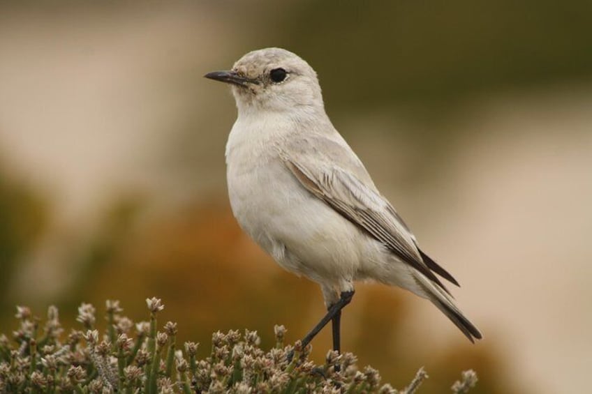 The endemic Trac-trac Chat of the Namib Desert