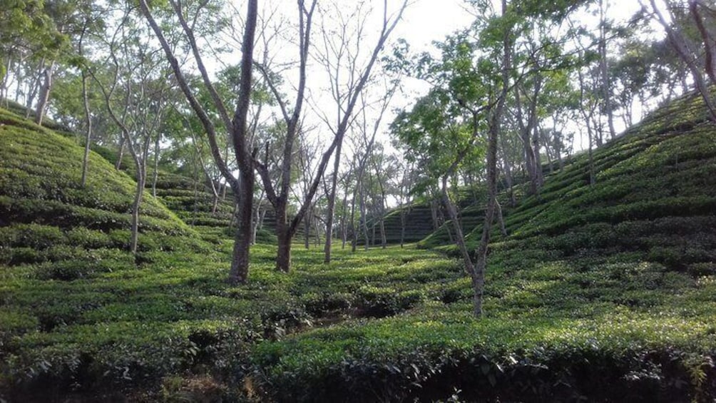 Beauty of the tea garden 