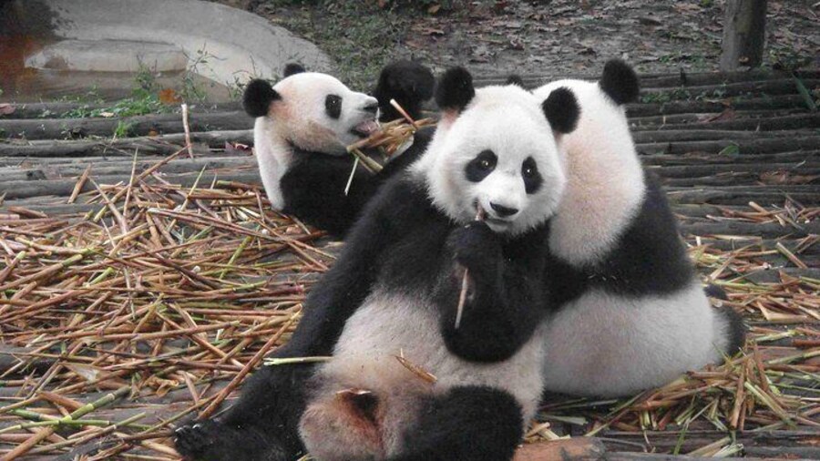 Giant Panda