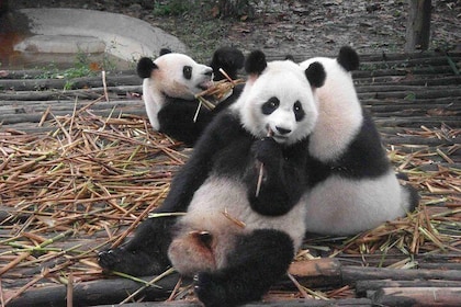 One Day Giant Panda Leisure Private Tour in Chengdu