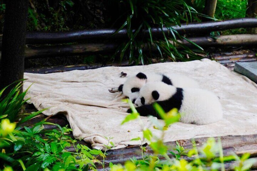 Giant Pandas in Chengdu