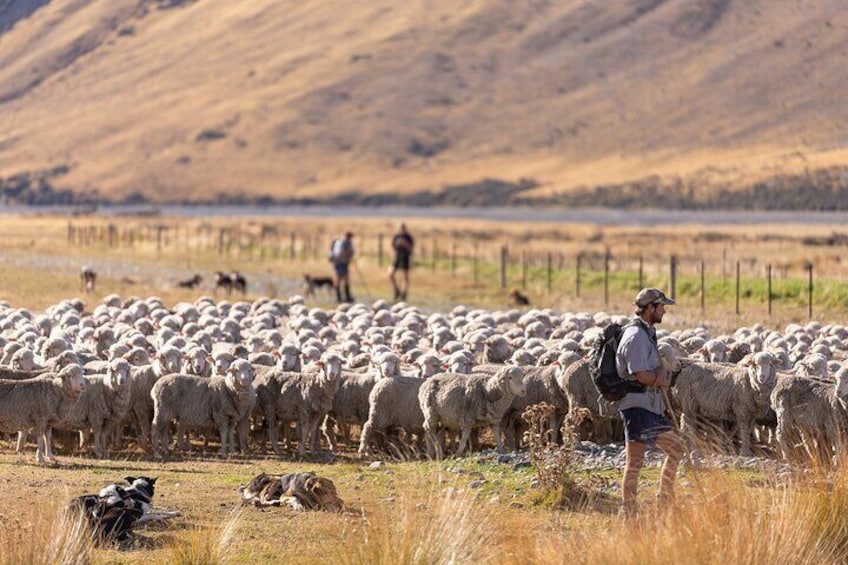 Mustering the merino sheep