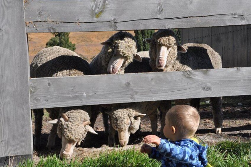 Get up close with Merino Sheep & other farm animals 