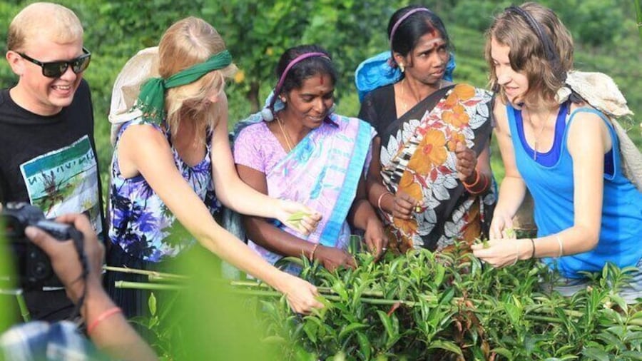 Private Galle Day Tour with Boat Safari & Tea Factory Visit - All Inclusive
