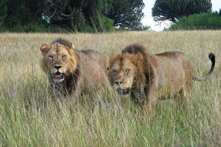3 Days Group Safari To Queen Elizabeth Park In Uganda.