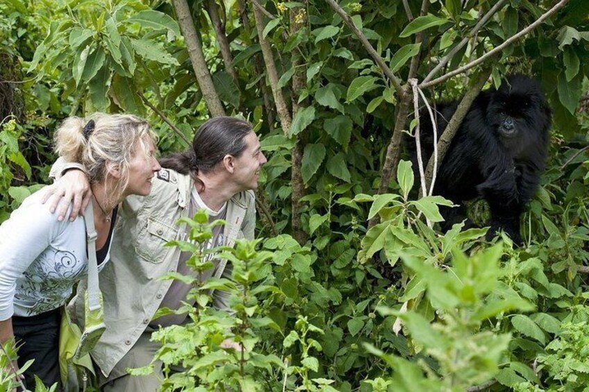Bwindi impenetrable Kenya Tanzania Gorilla Safari 14 days 13 nights