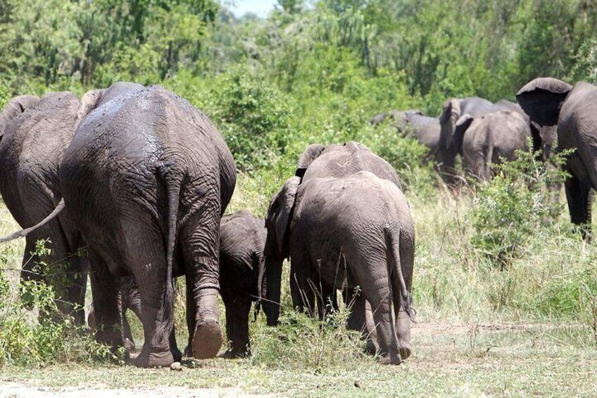 Bwindi impenetrable Kenya Tanzania Gorilla Safari 14 days 13 nights