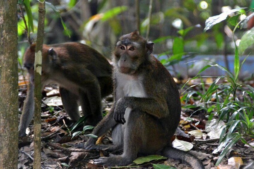 long-tailed macaques