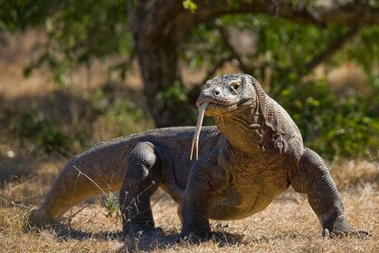 Komodo Island Adventure From Bali (Day Trip)