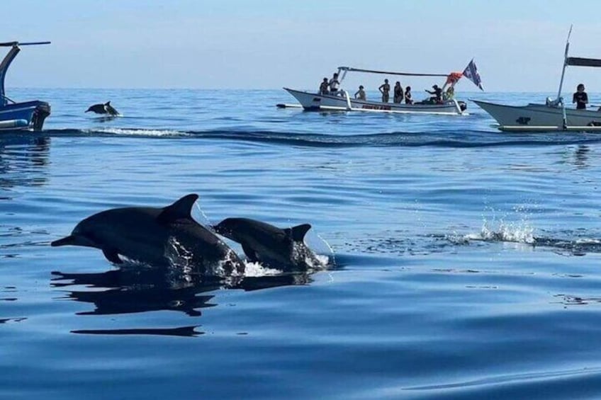 Watching Dolphin at Lovina Bali, Snorkeling and Breakfast Onboard