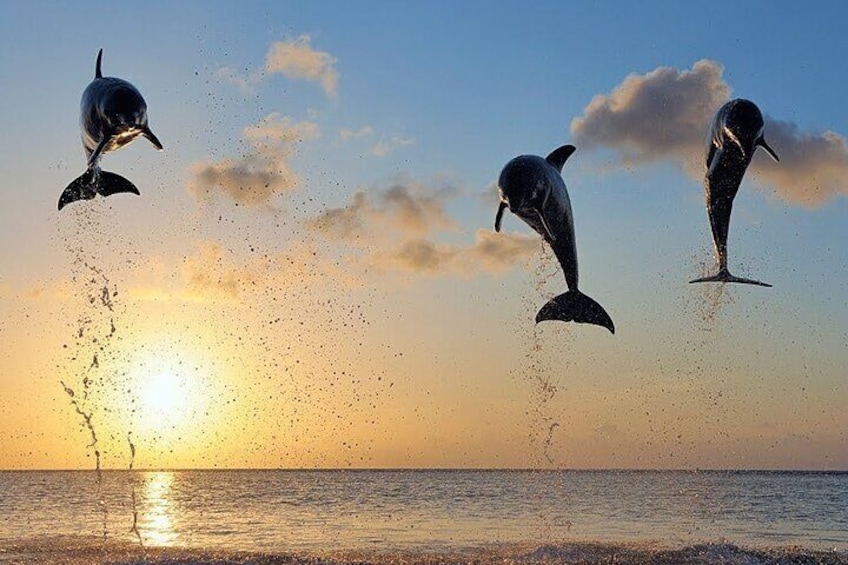 Watching Dolphin at Lovina Bali, Snorkeling and Breakfast Onboard