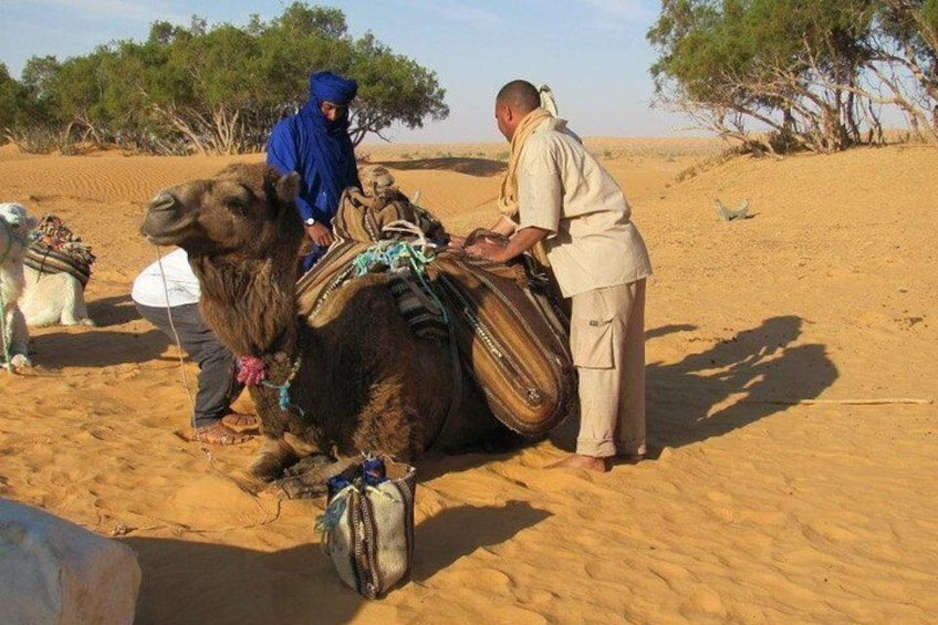 Camel ride and 1 night in the desert