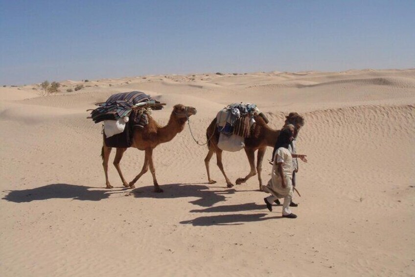 Camel ride and 1 night in the desert