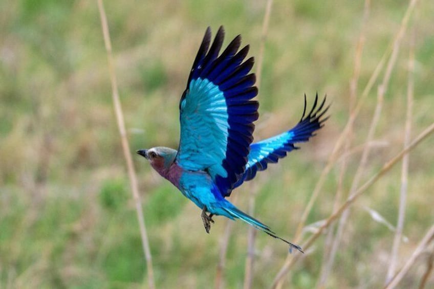 1 Day Okavango Delta Safari