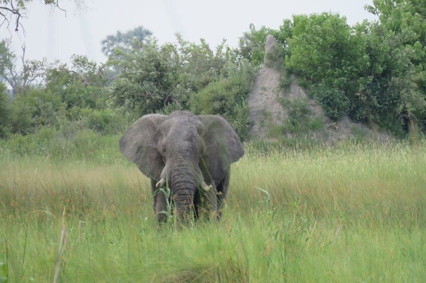 3 Day Inner Okavango Delta Safari, all-inclusive