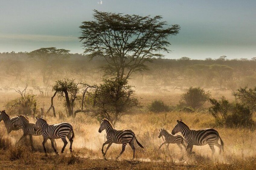 ZEBRA MIGRATION