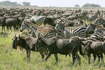 4 jours de visite en groupe de Tarangire Serengeti et du cratère du Ngorong...