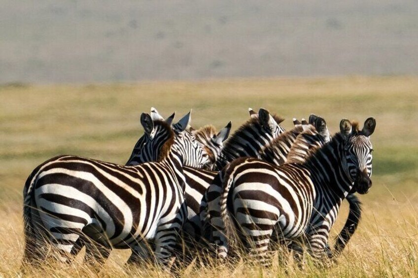 5 Days Camping Tarangire, Serengeti & Ngorongoro crater & Visiting Maasai