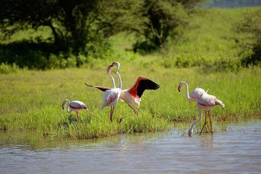 5 Days Camping Tarangire, Serengeti & Ngorongoro crater & Visiting Maasai
