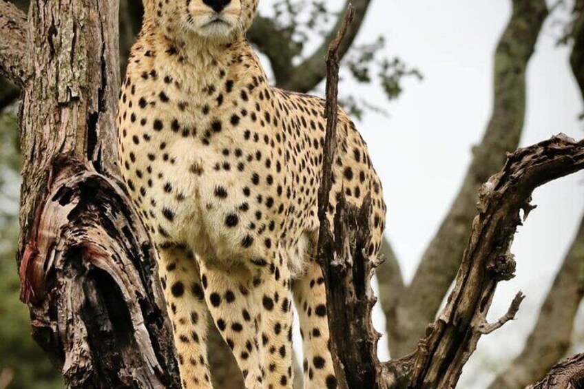 5 Days Camping Tarangire, Serengeti & Ngorongoro crater & Visiting Maasai