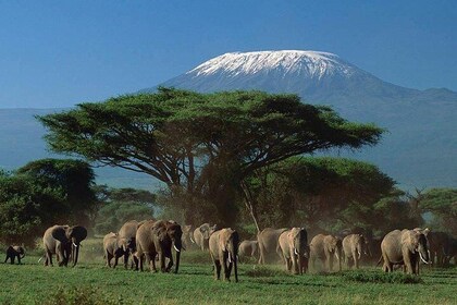 15-daagse klassieke Kenia en Tanzania + strandvakantie op Zanzibar
