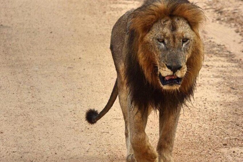 Show item 1 of 8. 4 Day All Incl. Private Kruger Park Safari and Transfer From Nelspruit