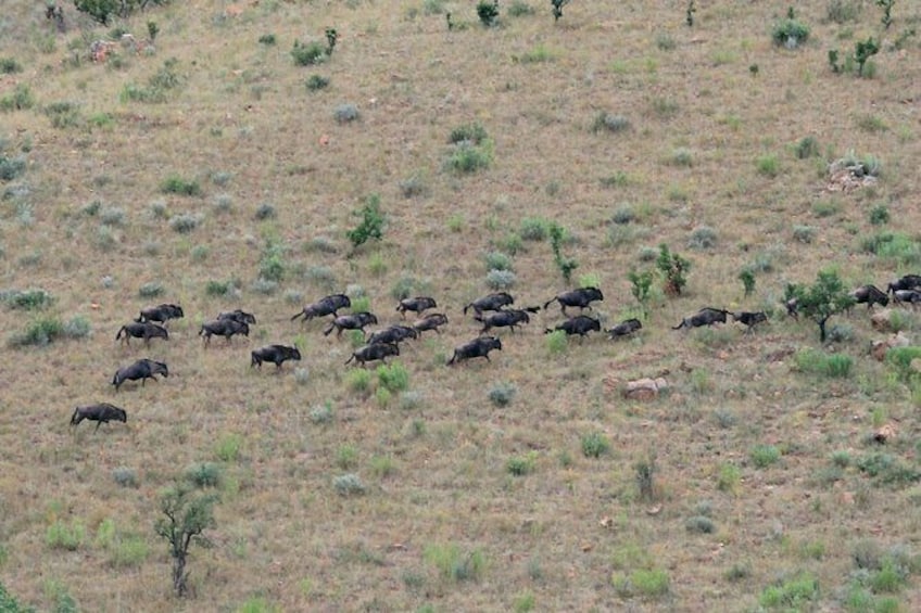 Show item 3 of 8. 4 Day All Incl. Private Kruger Park Safari and Transfer From Nelspruit
