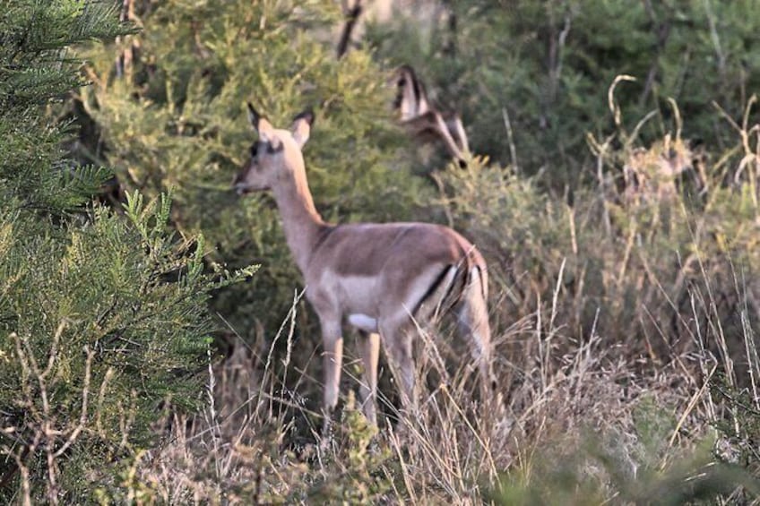 Show item 2 of 8. 4 Day All Incl. Private Kruger Park Safari and Transfer From Nelspruit