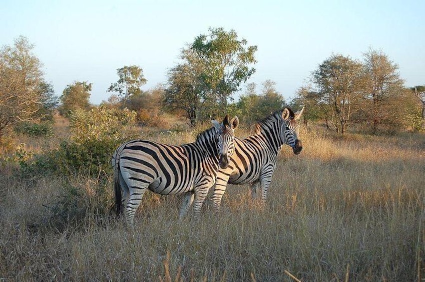 Show item 2 of 4. 3 Day All Incl. Private Kruger Park Safari Incl. Transfer From Nelspruit Airport