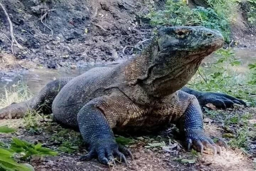Show item 4 of 15. Komodo island 2 days - 1 night