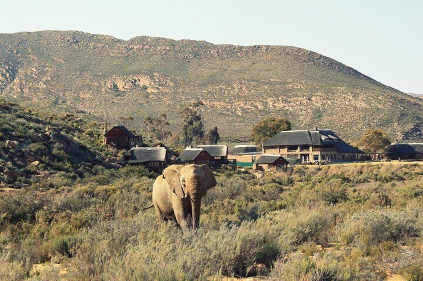 3 Day Luxury Aquila Private Game Reserve 