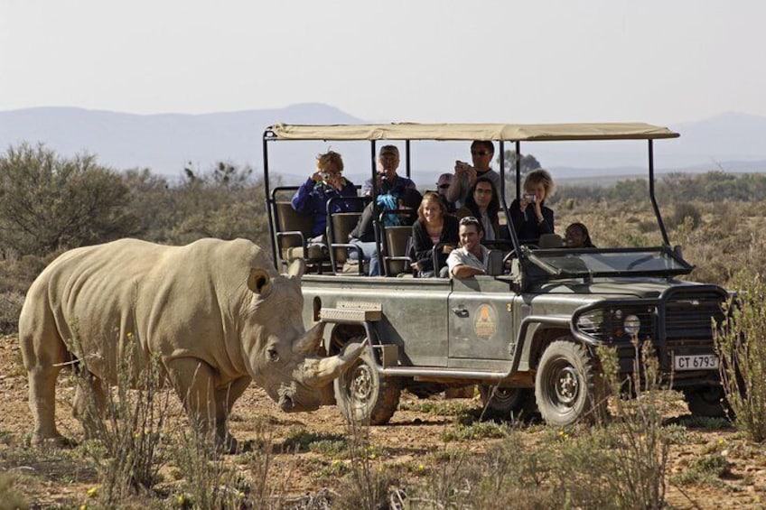 safari drive 