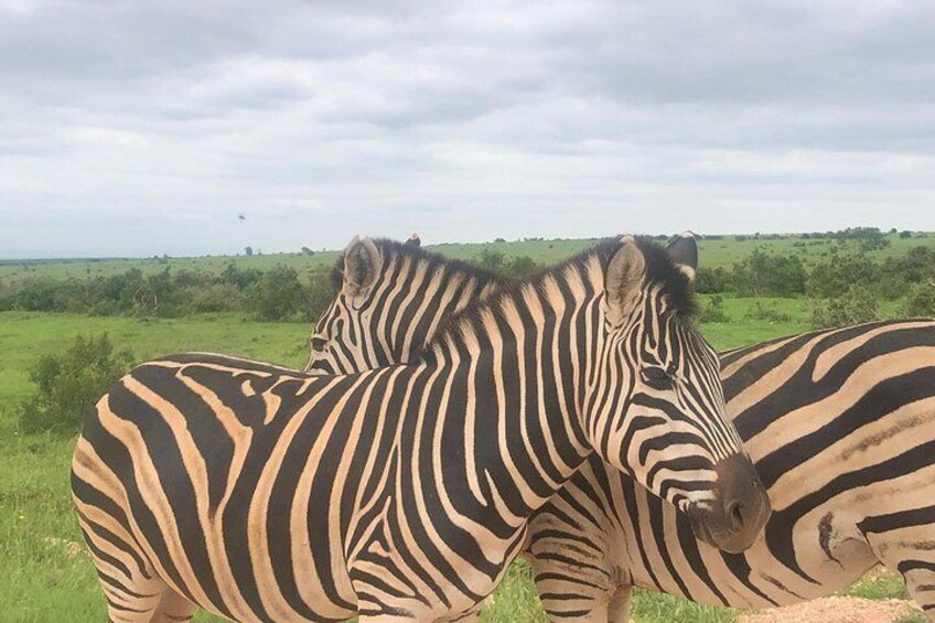 Burchels zebra in Addo