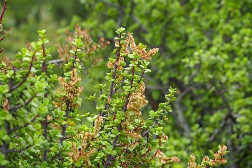 Spekboom/ Portulacaria afra