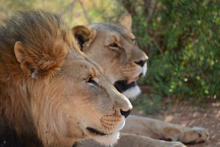 Etosha National Park Safari - 3 Days