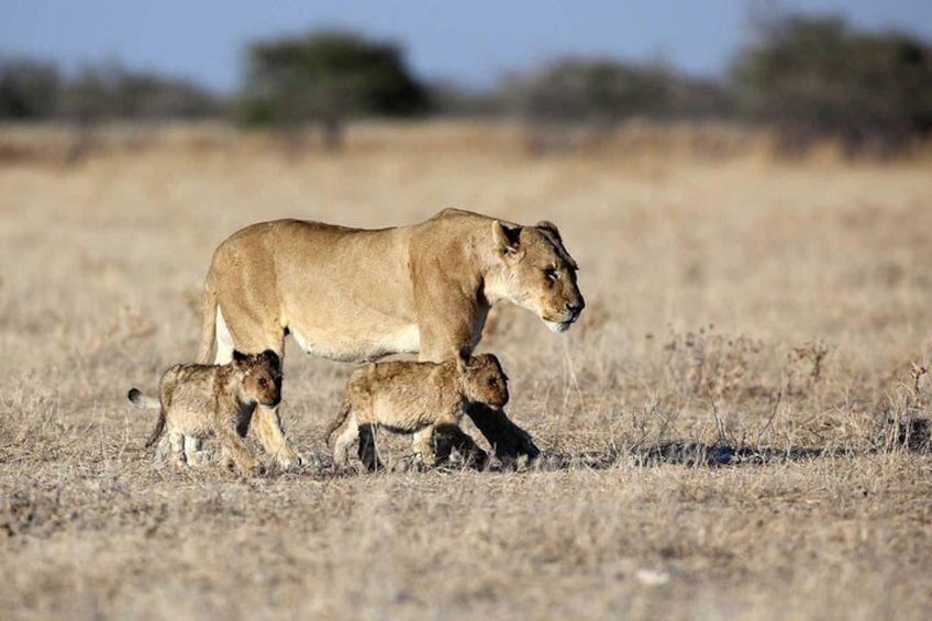 Taste of Namibia Safari - 8 Days