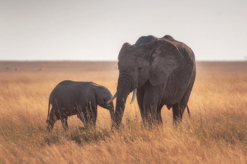 Taste of Namibia Safari - 8 Days