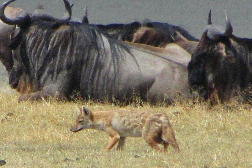 Cape Town 2 Days Tour, Aquila Safari Game Reserv Overnight&robben Island Getaway