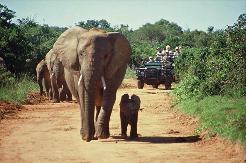 Cape Town 2 Days Tour, Aquila Safari Game Reserv Overnight&robben Island Getaway